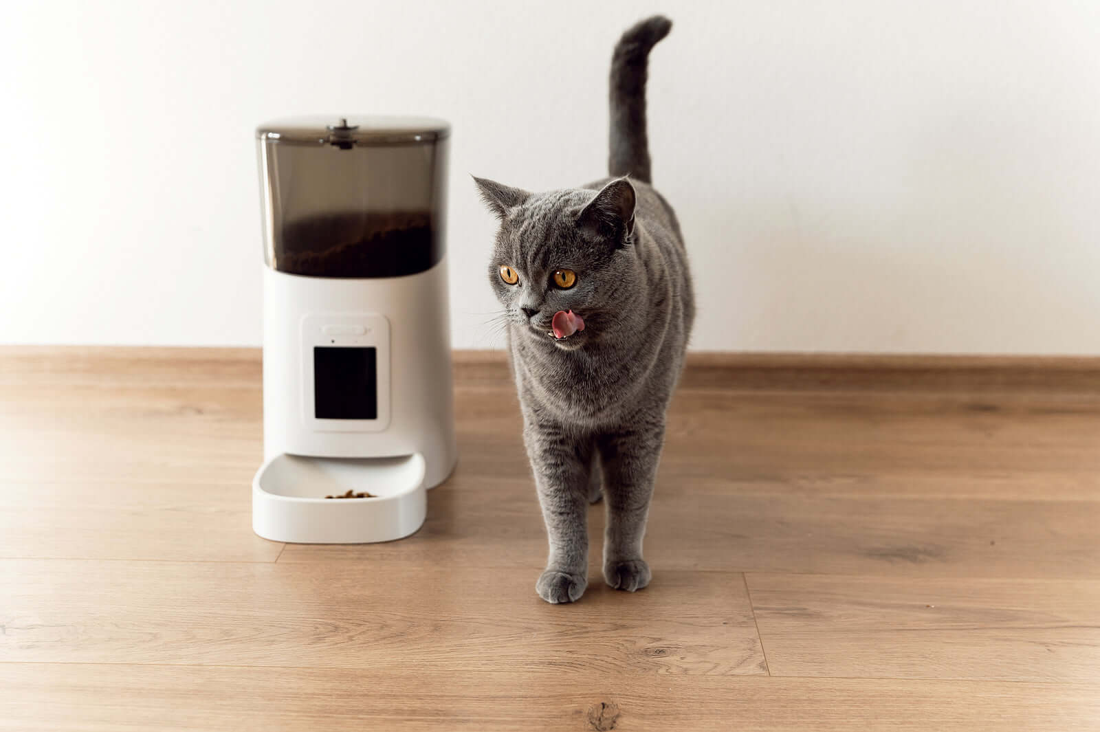 Gray cat near automatic pet feeder on wooden floor, enjoying meal.