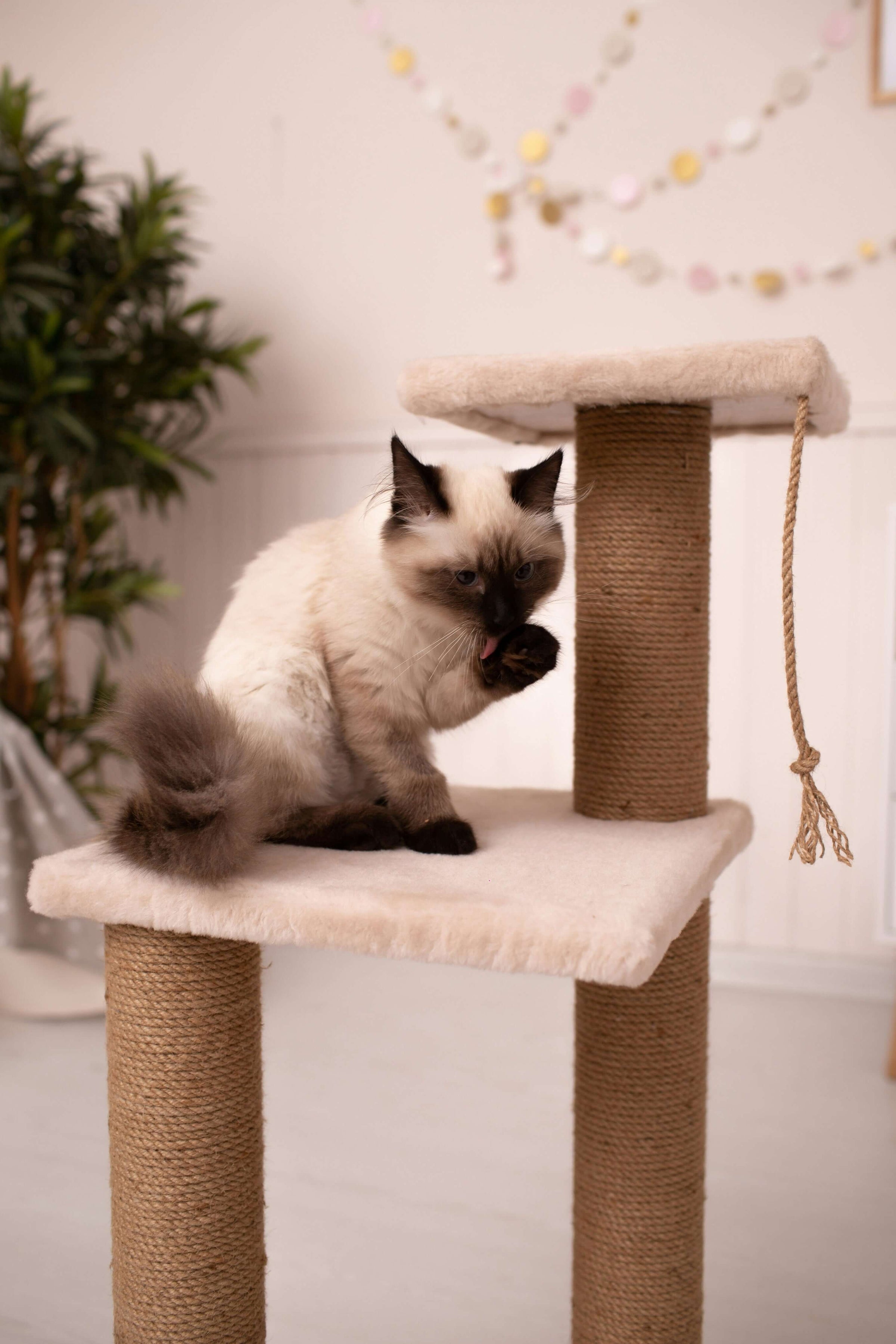 Cat on a durable, budget-friendly scratch post from S & D's Value Store, combining style and quality for happy, scratch-free homes.