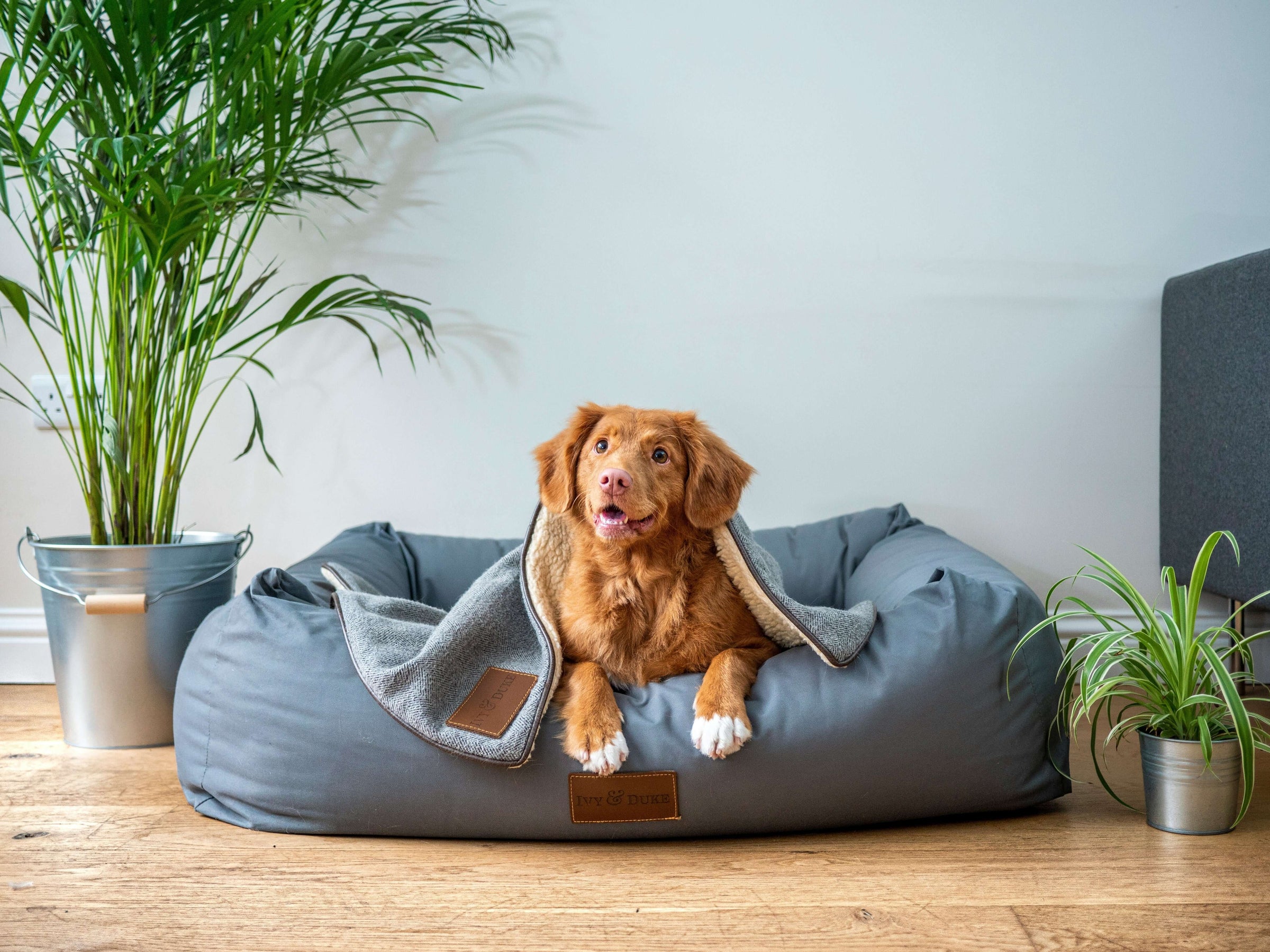 A happy dog sits in a cozy, stylish pet bed, surrounded by indoor plants, showcasing affordable comfort from S & D's Value Store.