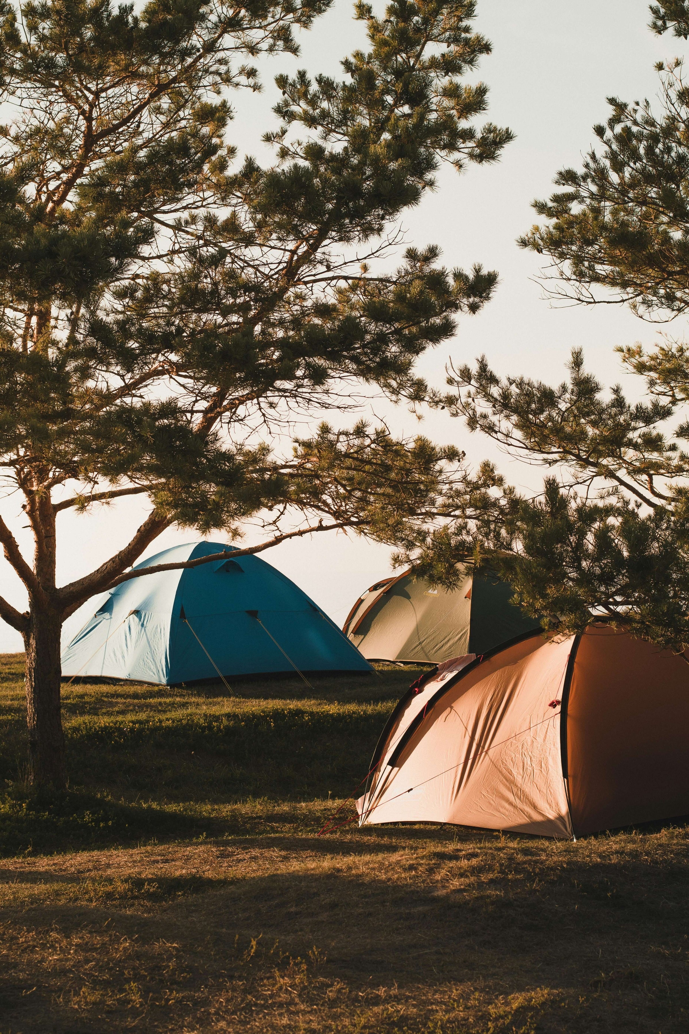 Affordable and stylish tents set up for camping under trees, ideal for outdoor adventures on a budget.