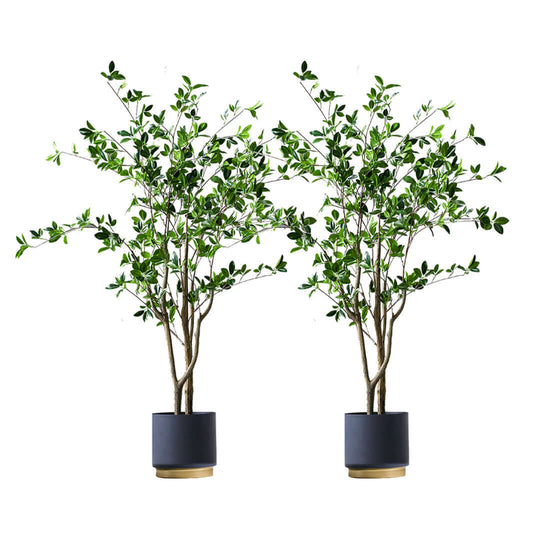 Affordable quality homeware - two lush green potted plants for value furniture and home decor.