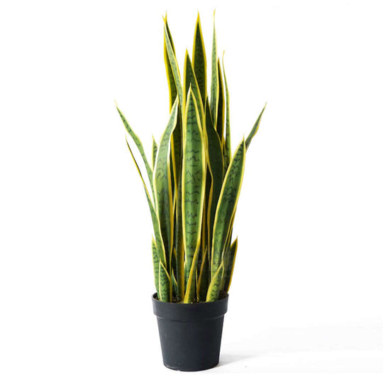 Affordable quality homewares - snake plant in black pot - value furniture for stylish decor.