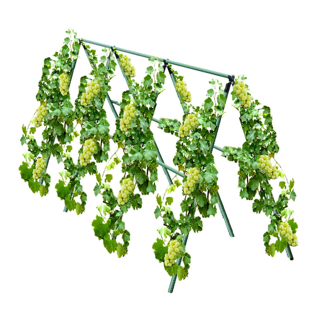 Green plants growing on a vine trellis, displaying a lush and healthy growth pattern.