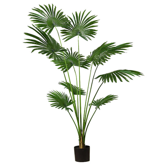 Affordable quality homewares - Tall green palm plant in black pot. Affordable value furniture and home decor.