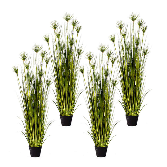 Four potted green papyrus plants for affordable homewares and quality value furniture decor