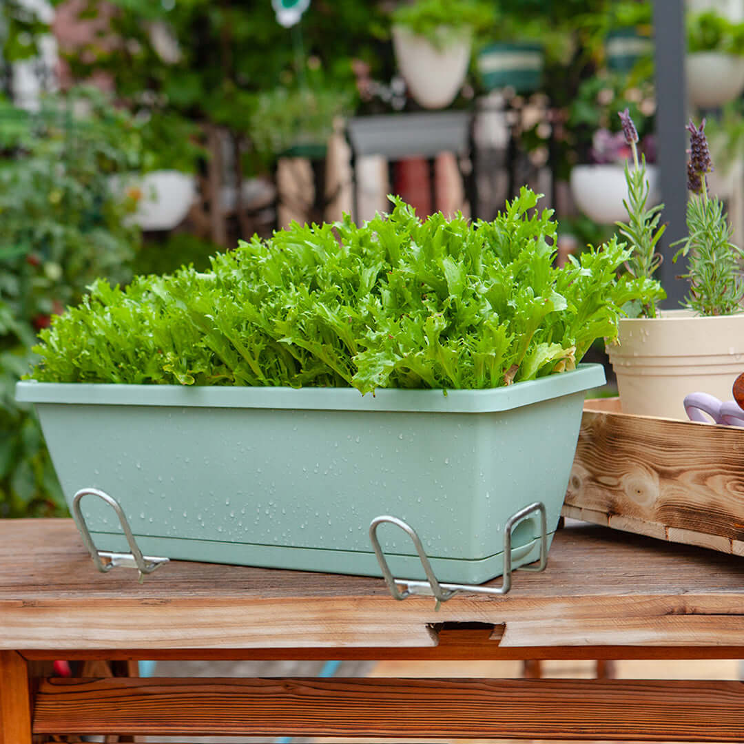 Affordable quality homewares - Green planter box with fresh lettuce growing, providing high value for home gardening.