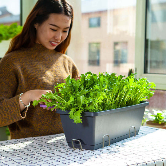 Woman harvesting leafy greens from a planter box at home