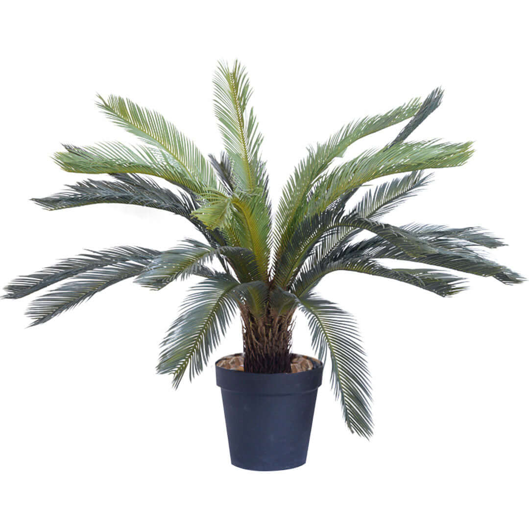 Affordable quality potted palm plant for home or office decoration