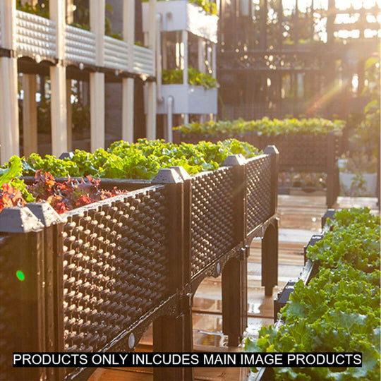 Outdoor garden with raised planters growing vegetables in morning sunlight