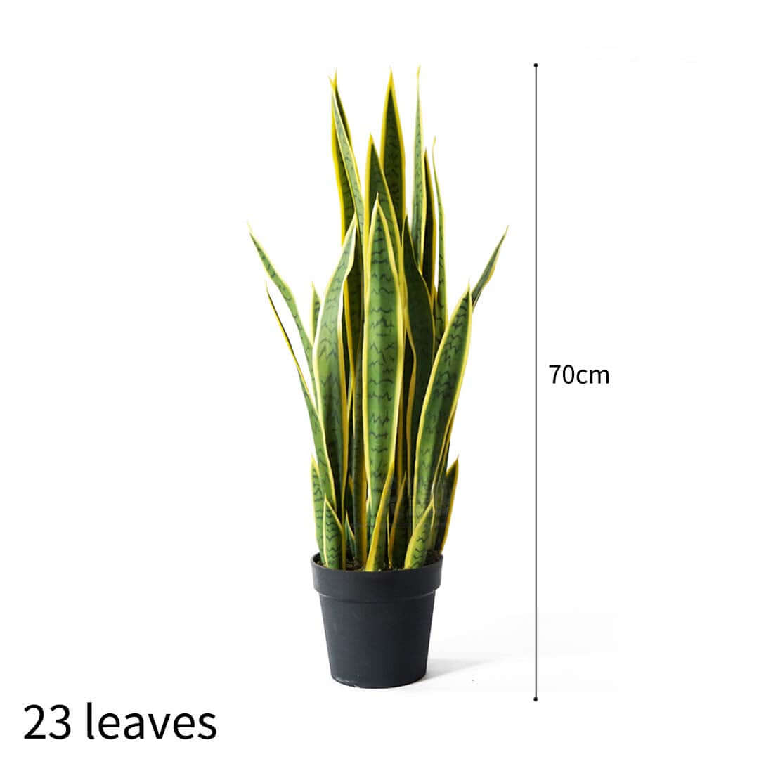 70cm tall snake plant in black pot with 23 leaves, affordable and quality homewares, value furniture.