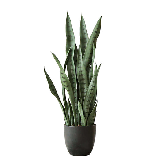 Affordable quality homewares - Potted Snake Plant for stylish value furniture styling