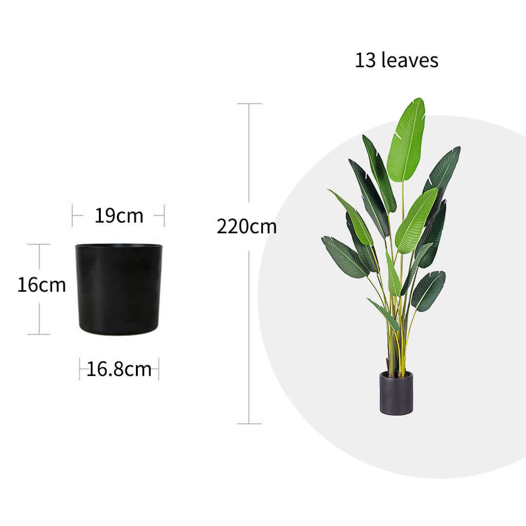 Artificial plant with 13 leaves and 220cm height, shown with black pot dimensions 19cm diameter and 16.8cm height. Affordable homewares.