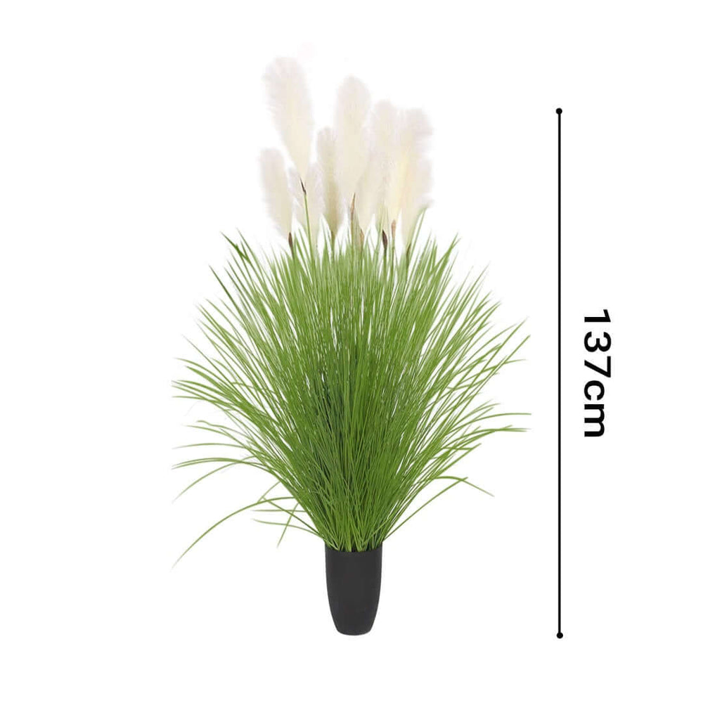 Artificial pampas grass plant in a pot stands 137cm tall, affordable homeware for adding quality decor to your space.