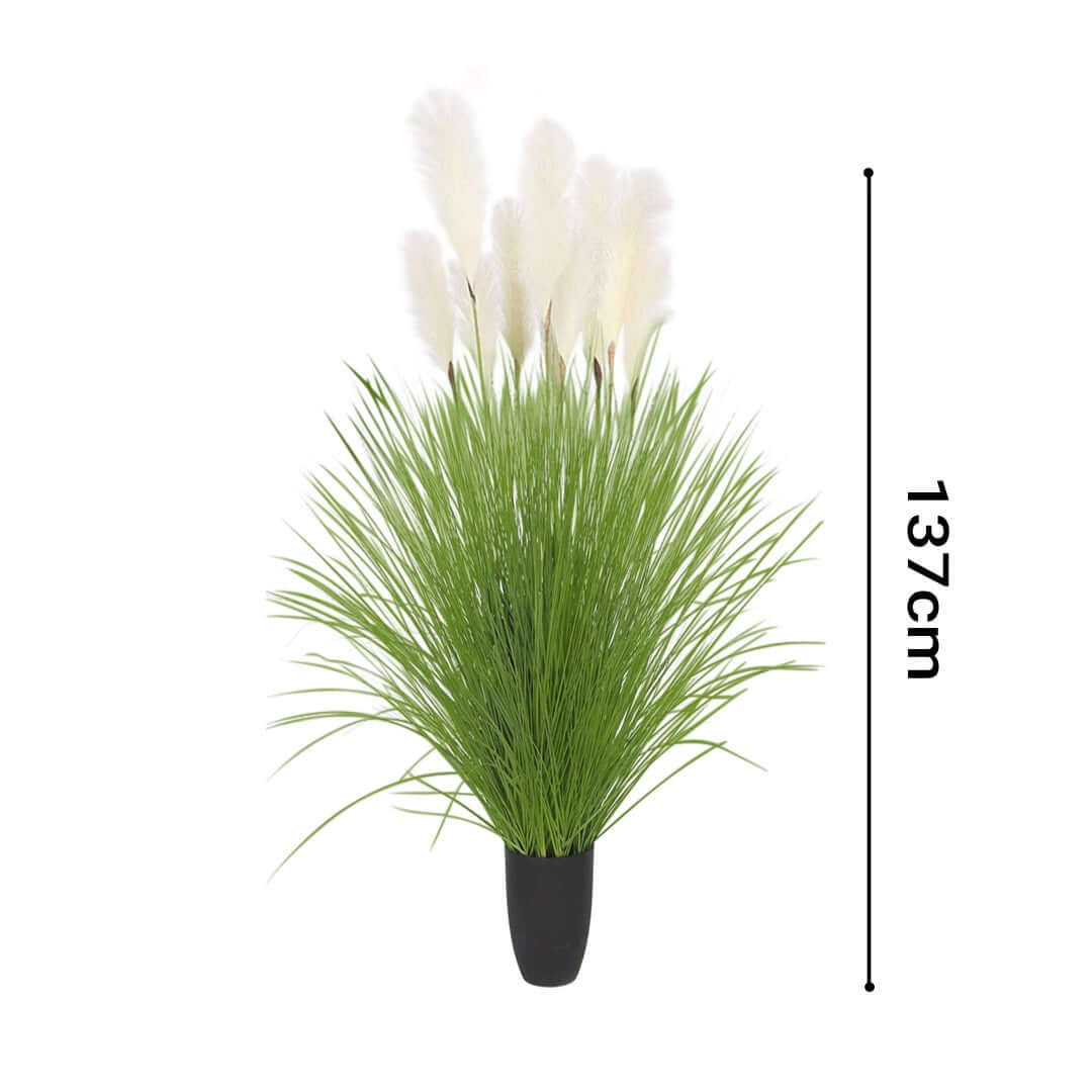 Artificial pampas grass plant in a pot stands 137cm tall, affordable homeware for adding quality decor to your space.