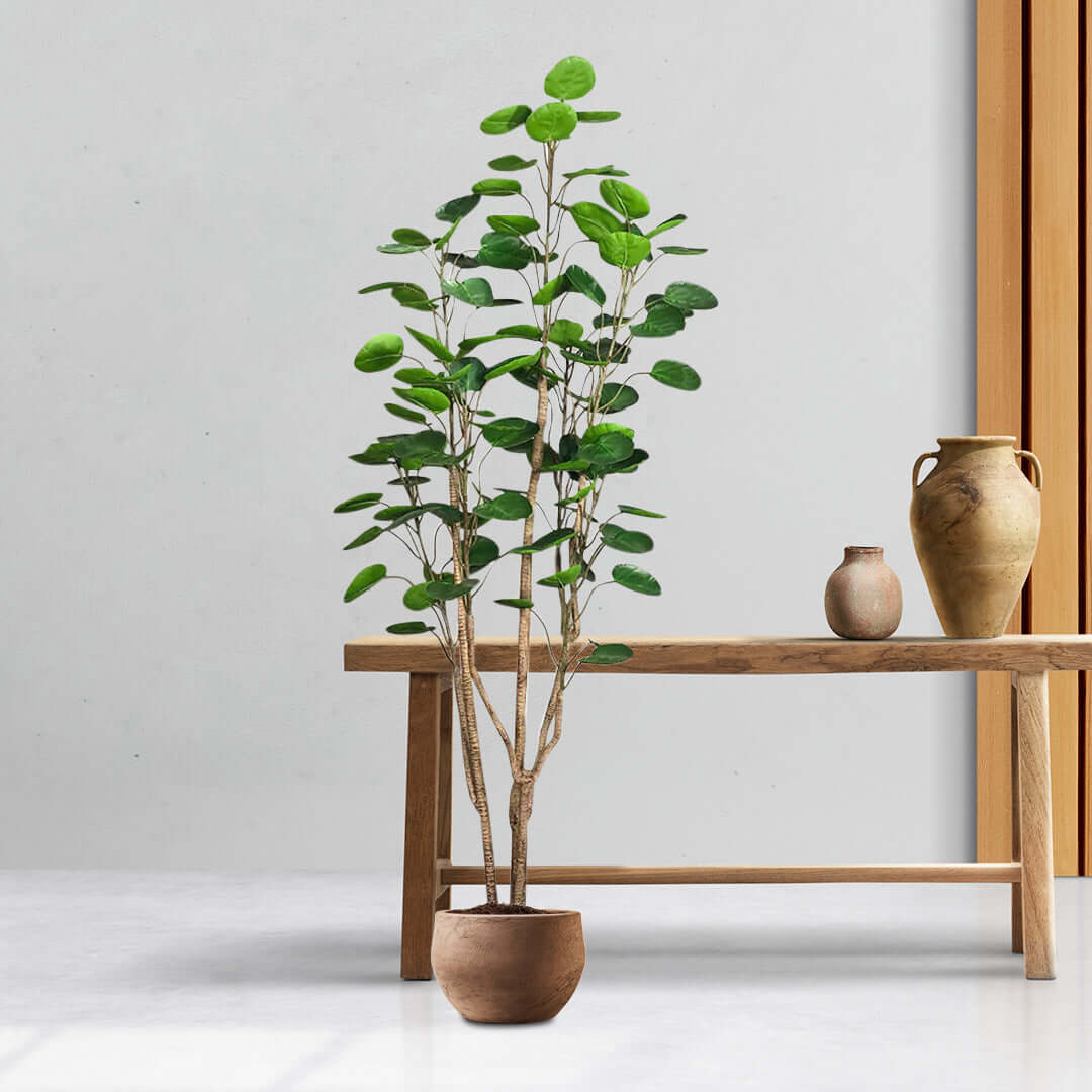 Affordable homewares - quality, value furniture showcased with a potted plant on a wooden table.