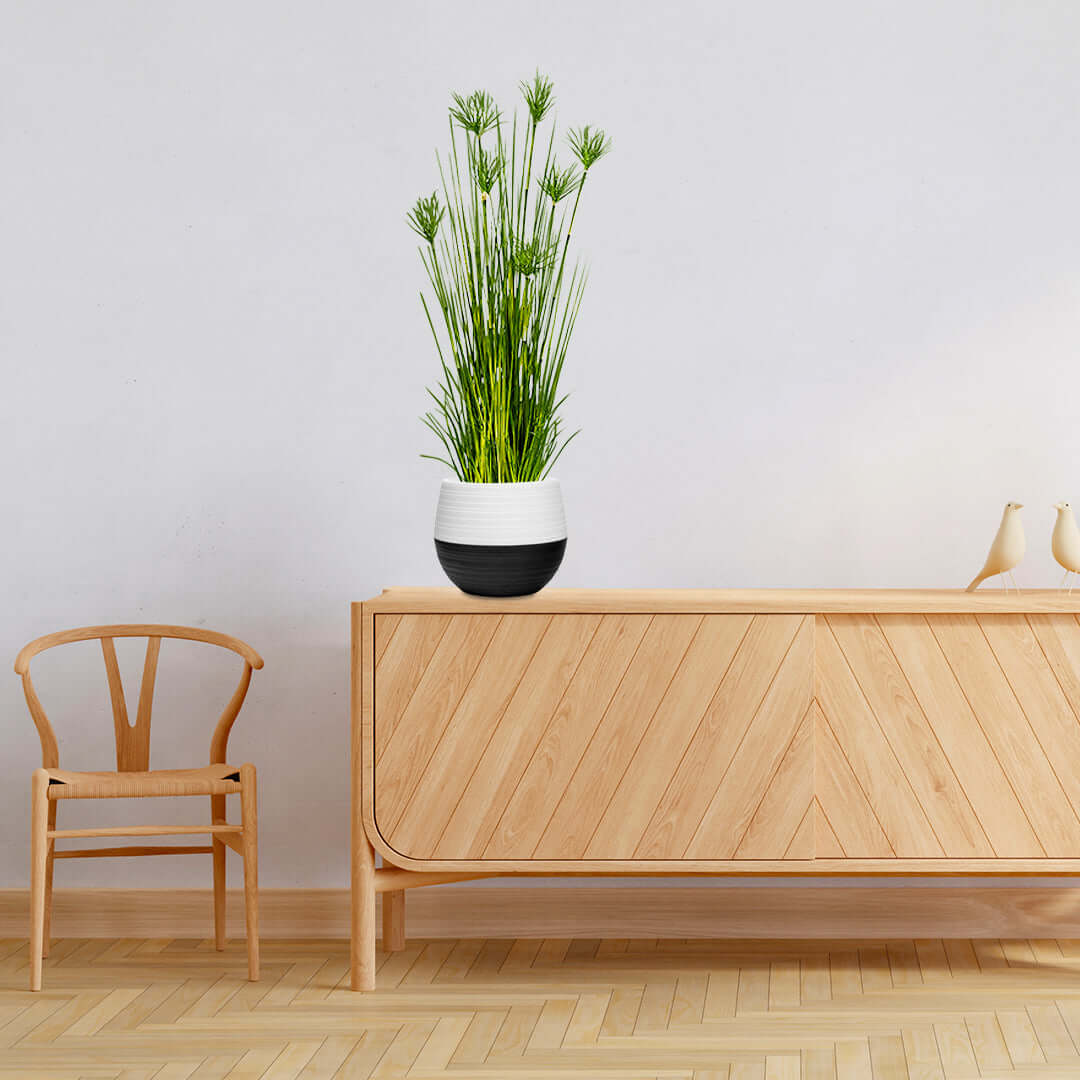 Affordable homewares - quality wood sideboard with decorative plant and minimalist chair offering value furniture for modern interiors.