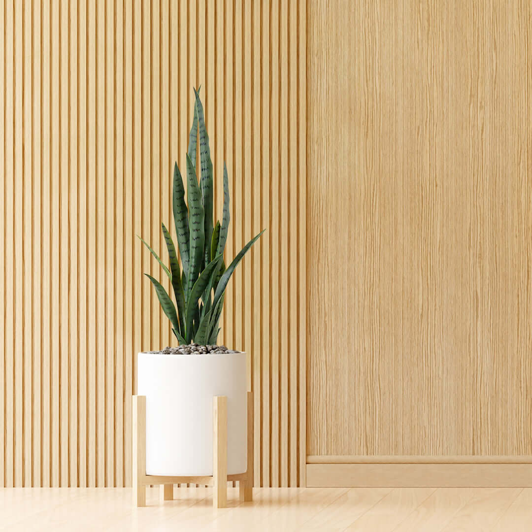 Indoor snake plant in white pot against wooden panel wall, showcasing affordable and quality homeware and value furniture design.