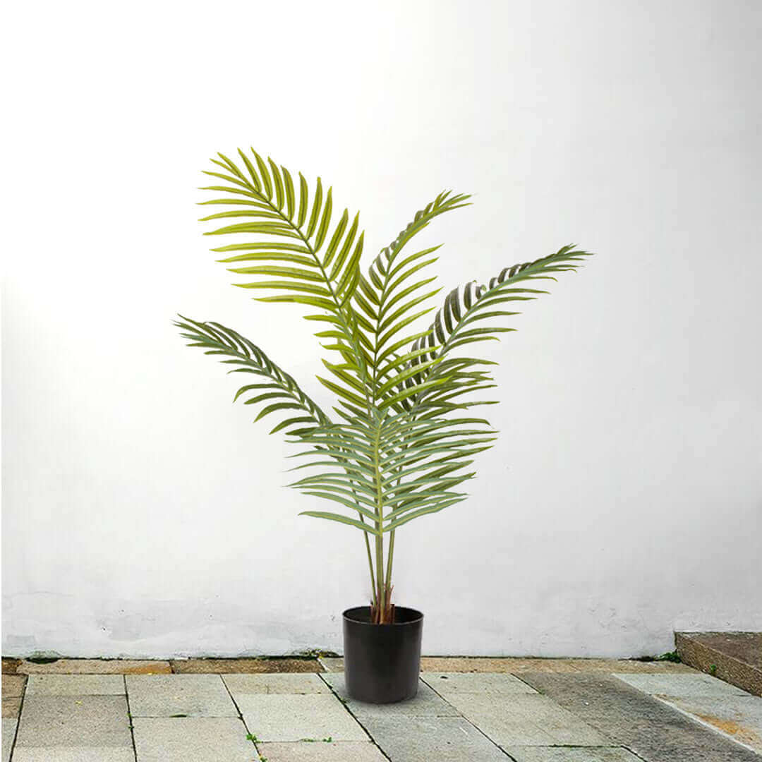 Affordable quality value homewares, stylish indoor potted plant against white wall background