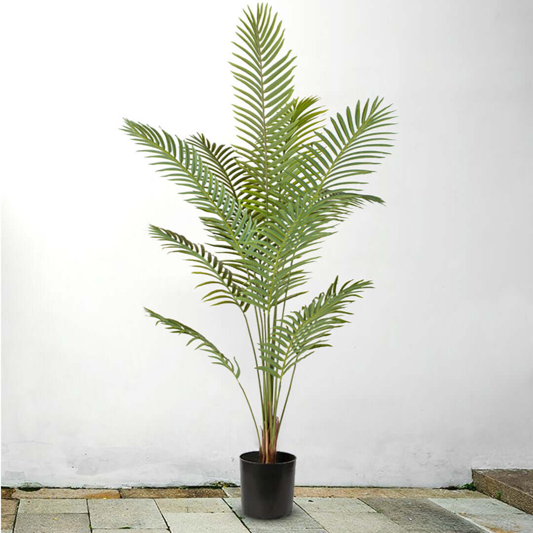 Tall green potted plant in a black container against a white background.