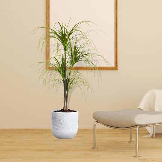 Stylish affordable homewares - quality potted plant in modern white pot next to contemporary value furniture in minimalistic room.