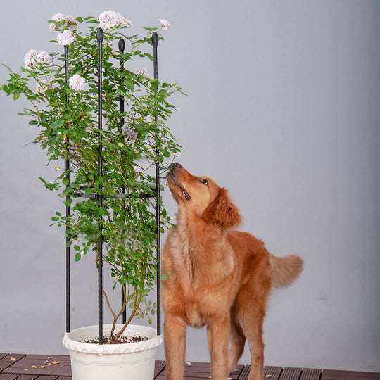 A golden retriever curiously sniffing a potted plant with flowering vines indoors.