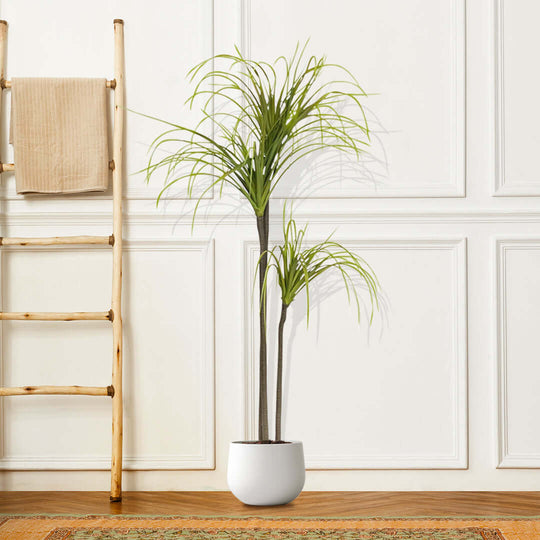 Affordable quality homewares - indoor plant in white pot near wooden ladder