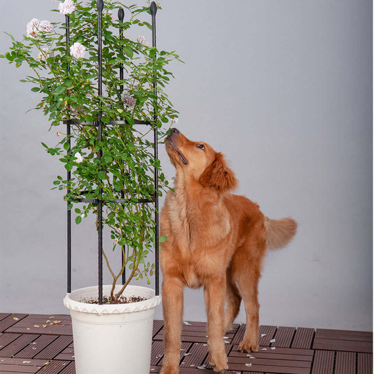 Golden retriever sniffing a potted plant with a metal trellis on a wooden deck.