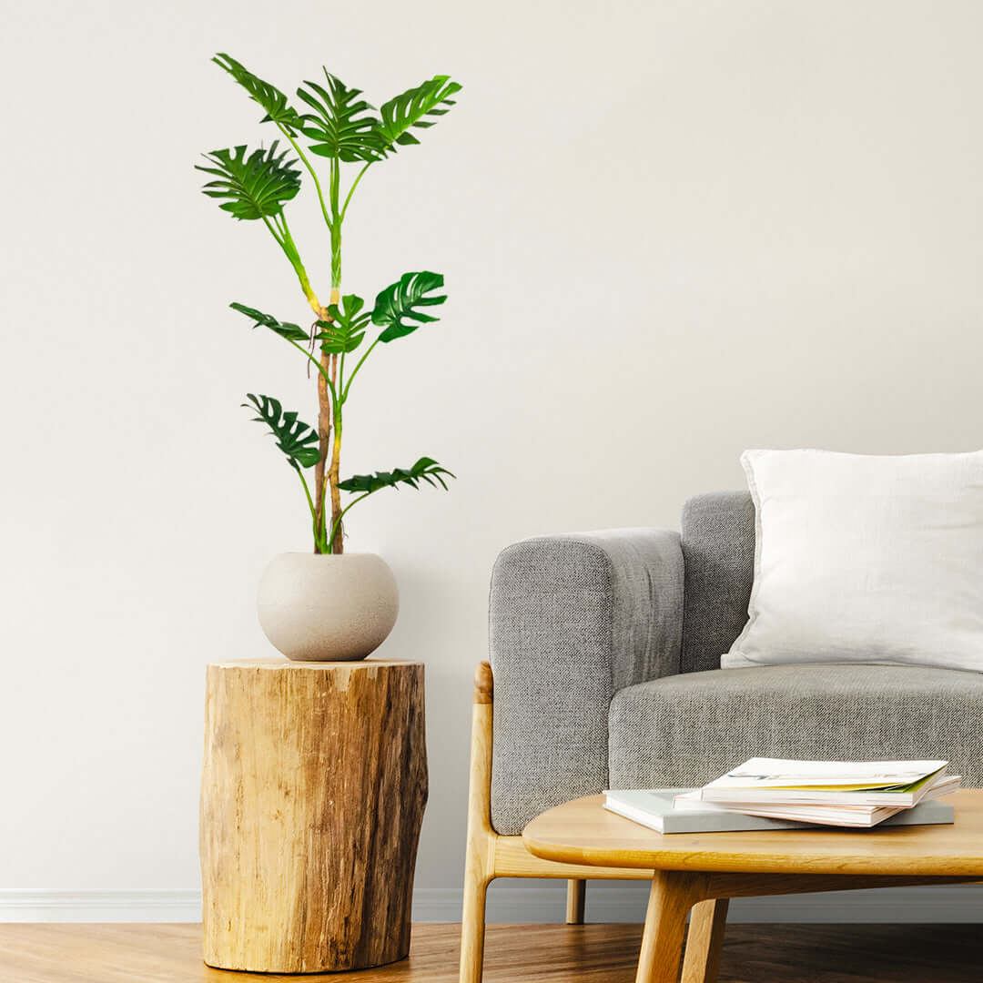 Affordable quality homewares and value furniture in modern living room with plant on rustic wood stand and grey sofa.