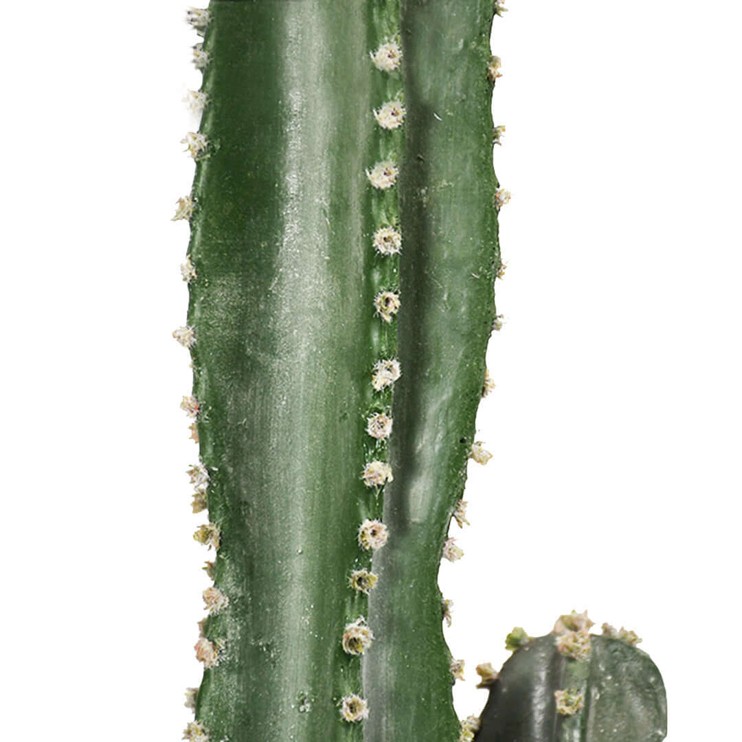 Close-up of green cactus with small white flowers, showing detailed texture of the plant.