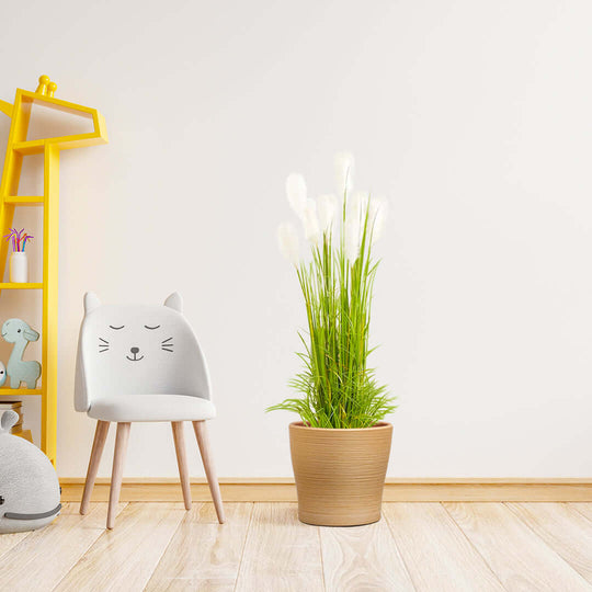 Affordable quality homewares including value furniture with a cute cat-themed chair, a yellow shelf, and a potted plant in a stylish room