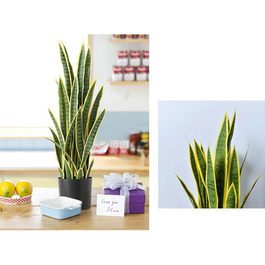 Affordable homewares - quality value furniture - vibrant snake plant in black pot with gift boxes and fruit bowl on kitchen counter