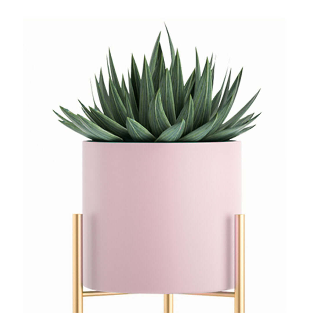 Affordable quality homeware: Green succulent plant in a modern pink pot on a gold stand. Ideal value furniture piece for stylish interiors.