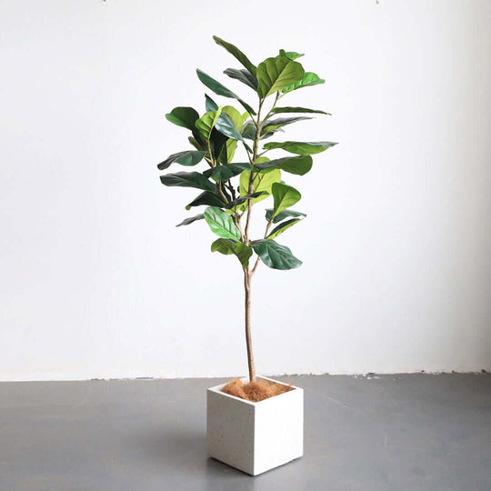 Affordable quality homeware potted plant for enhancing home decor and value furniture settings.