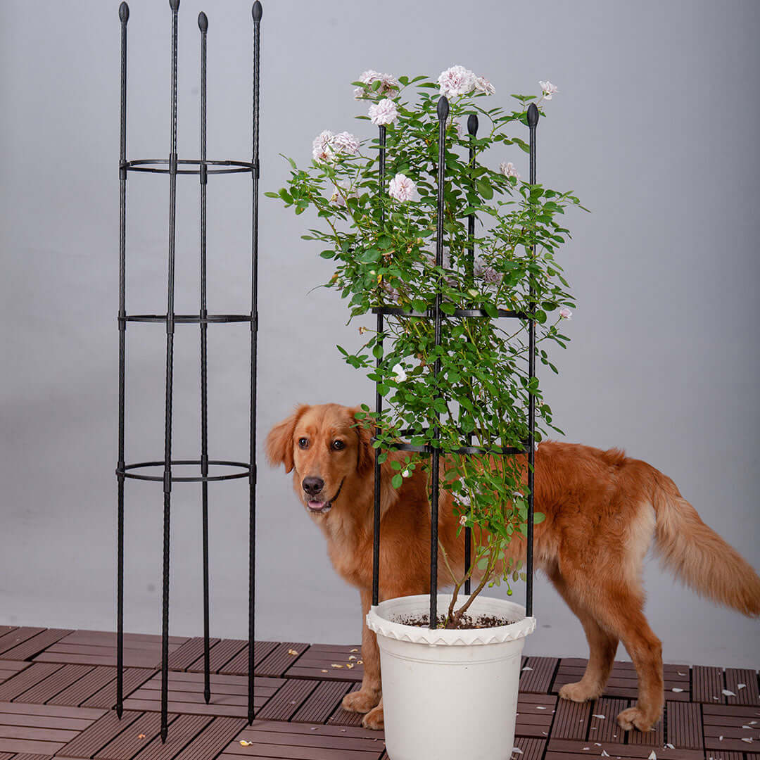 Golden retriever standing next to a potted plant with a vertical trellis indoors