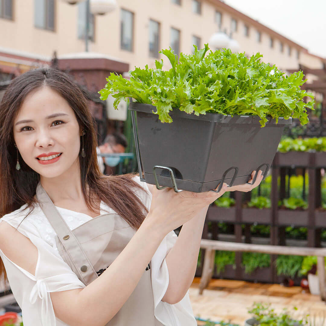 Woman holding potted green lettuce at an outdoor market or garden.