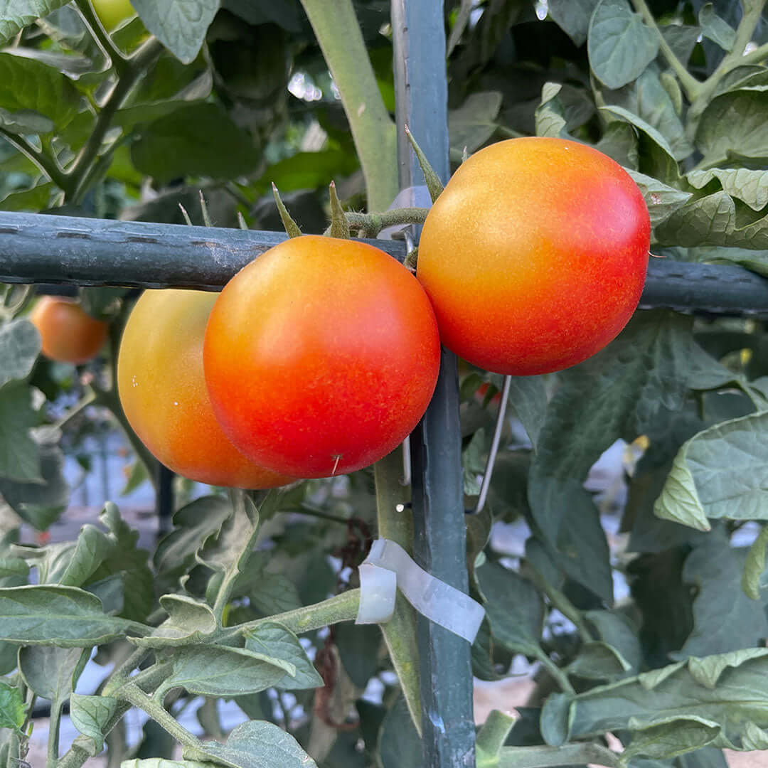 Ripe tomatoes growing on a vine in a garden.