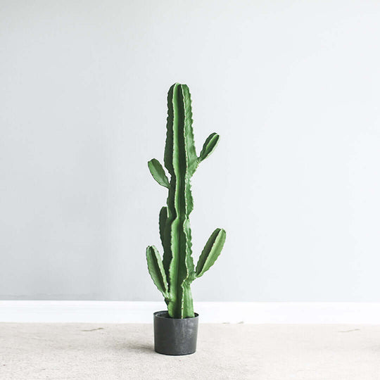 Affordable quality homewares - tall potted cactus against a minimalistic light grey background. Value furniture accent piece.