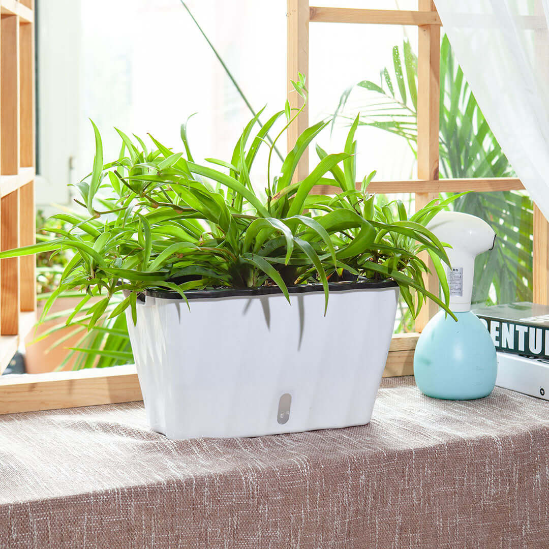 Affordable quality homewares - vibrant indoor plant in a stylish white planter on a table, adding value furniture to home decor.