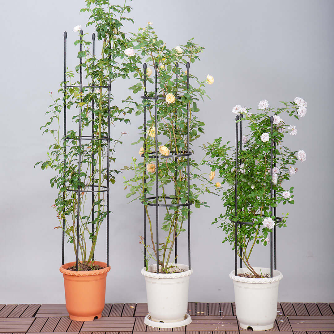 Three potted plants with climbing supports displaying a variety of blooming flowers.