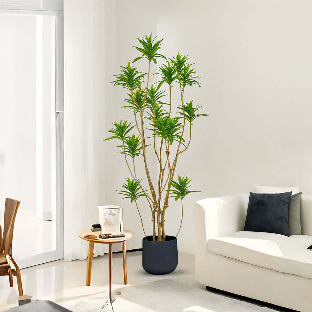 Affordable quality homewares - a potted tall green plant in modern living room with white sofa, black cushions, wooden table, and glass door.