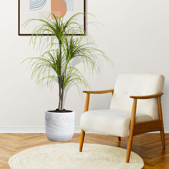 Modern living room with affordable quality homewares including a stylish chair, lush potted plant, and framed artwork, showcasing value furniture.