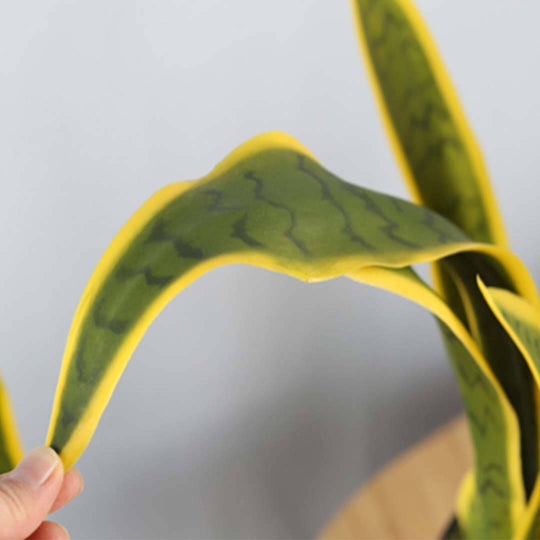 Close-up of a green indoor plant leaf with yellow edges, representing affordable quality homewares and value furniture aesthetics.