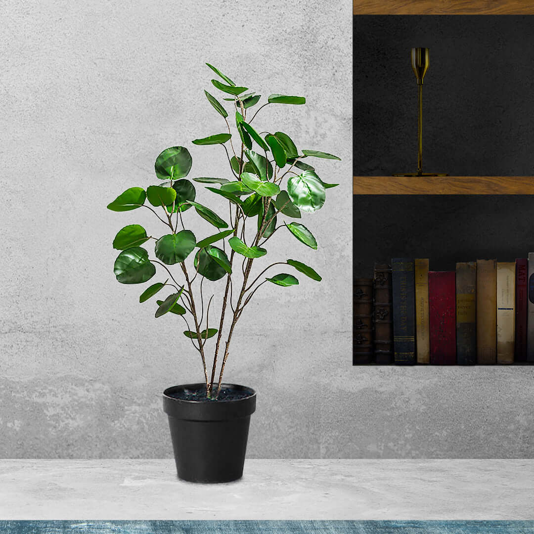 Indoor potted plant on a minimalist table with bookshelf and decor in the background, showcasing affordable and quality homewares.