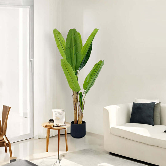 Modern affordable homewares with quality furniture in a bright living room featuring a large green potted plant next to a white sofa.