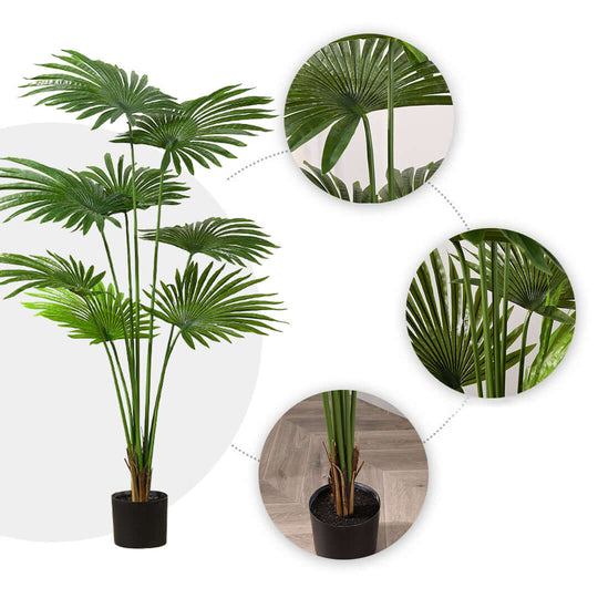 Indoor potted palm plant showcasing quality, affordable homewares and value furniture.