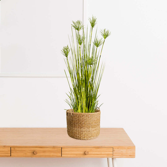 Affordable quality homewares - Green plant in woven basket on wooden table for adding value furniture to home decor.