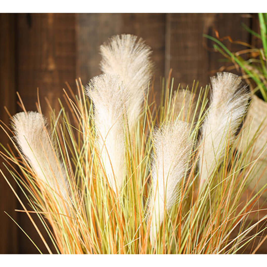 Affordable quality homewares - pampas grass for decoration and value furniture accent.