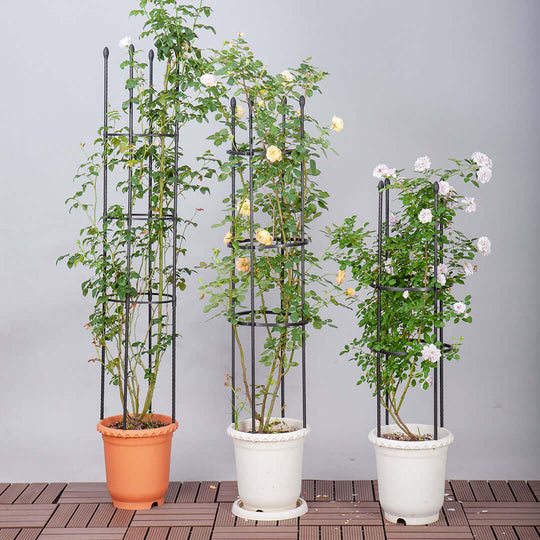 Three potted plants supported by trellises, placed on a wooden deck against a plain grey backdrop.