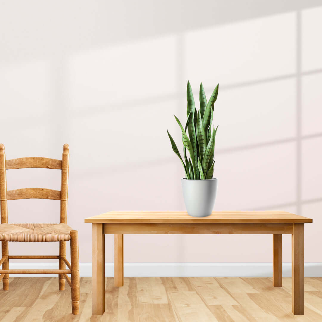 Affordable quality homewares: wooden chair and table with a potted plant, showcasing value furniture.