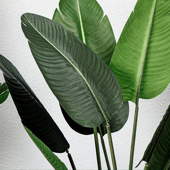 Close-up of lush green tropical leaves against a light background.